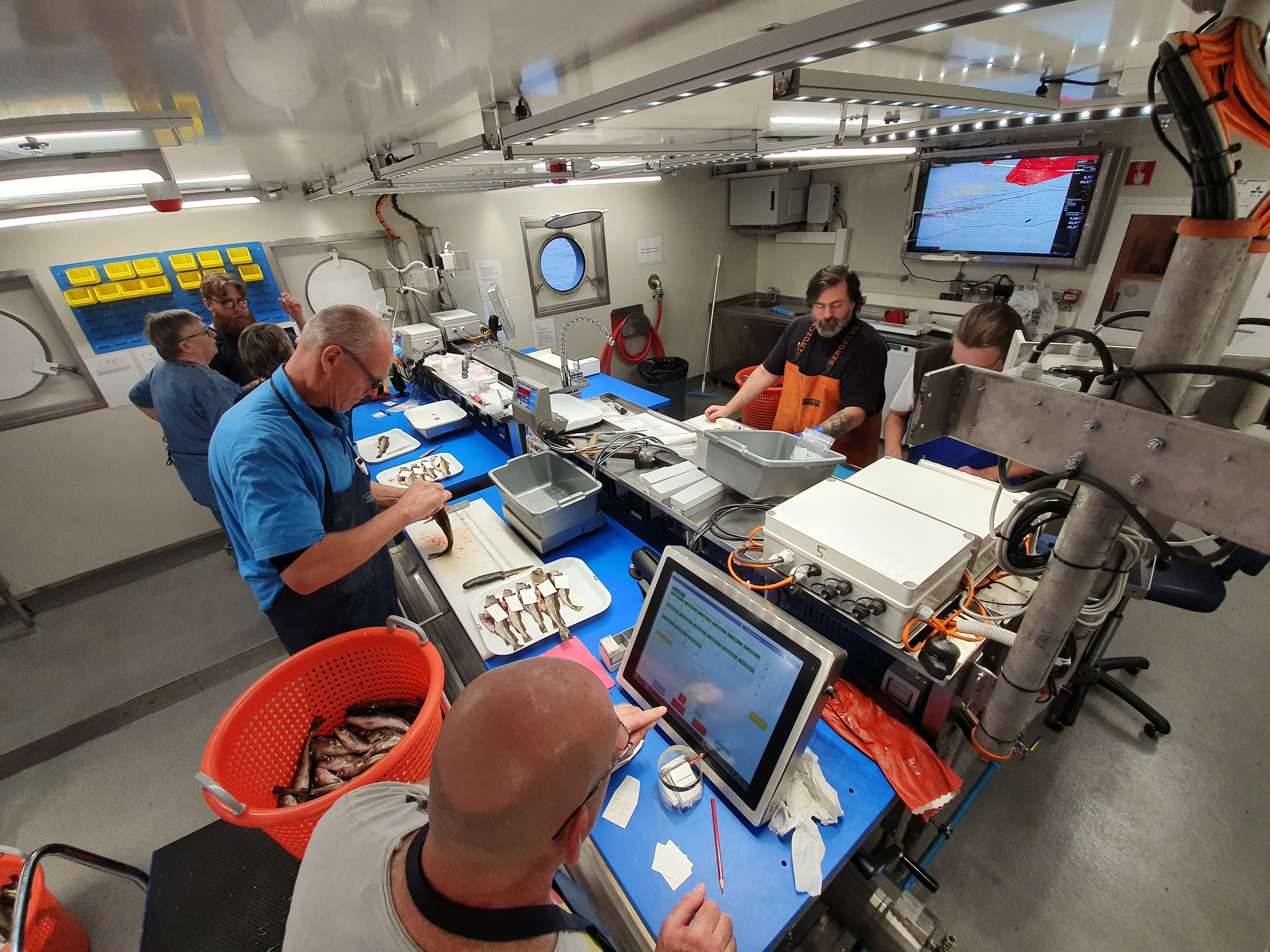 Analys av fisk inne på laboratoriet ombord på Svea. Foto.