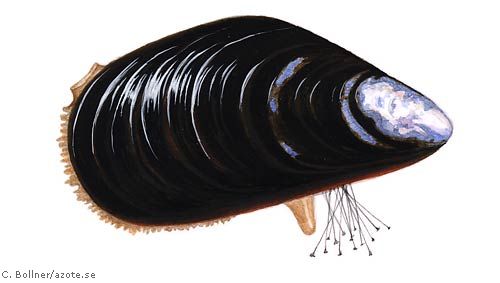 illustration av mussla