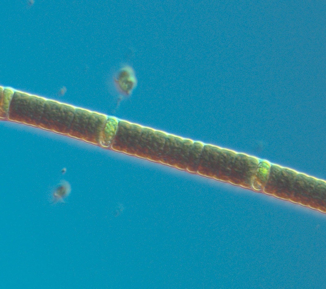 Närbild på cyanobakterie