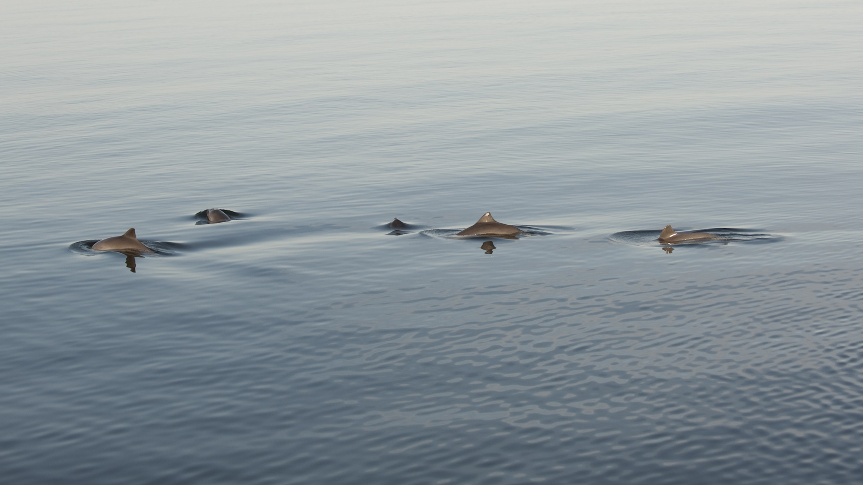 Flera ryggfenor från tumlare sticker upp genom vattenytan