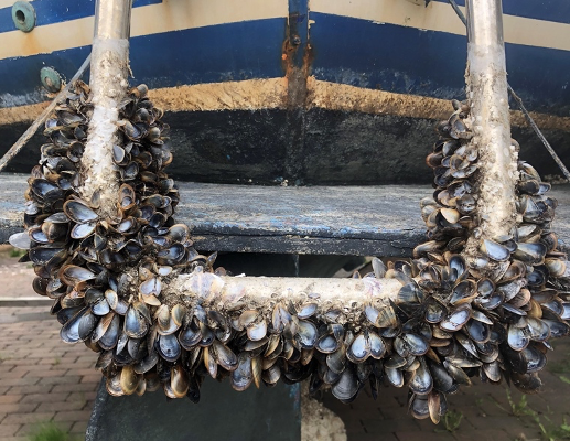 musslor på båtstege