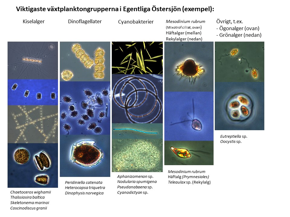 De vanligaste planktongrupperna i Egentliga Östersjön