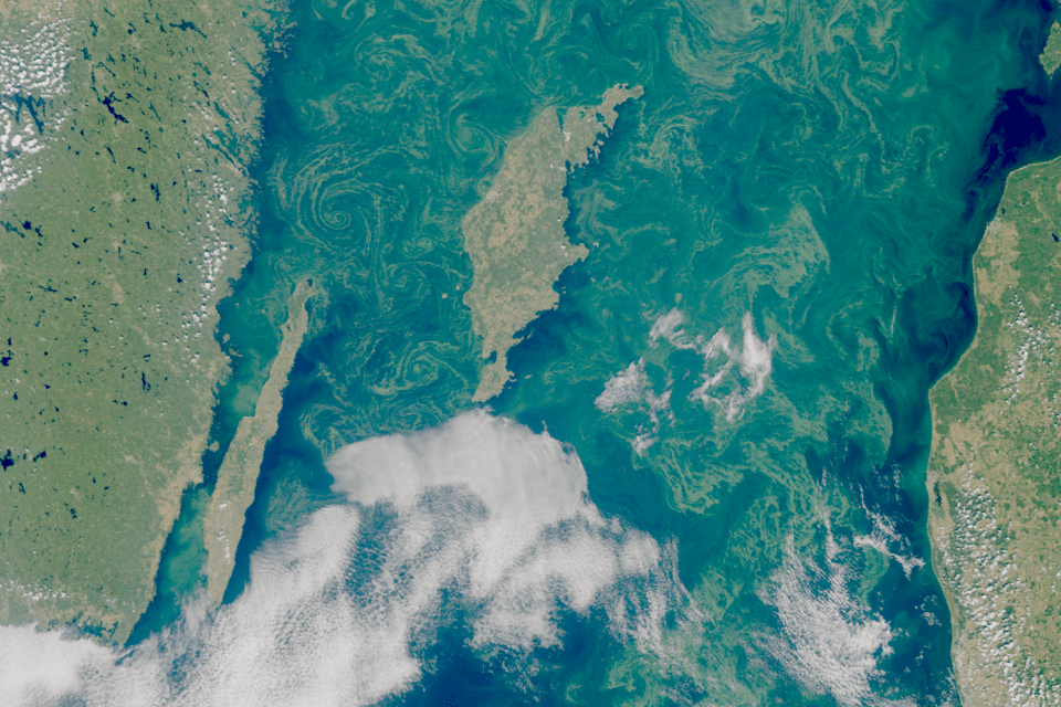 Satellitbild över algblomning
