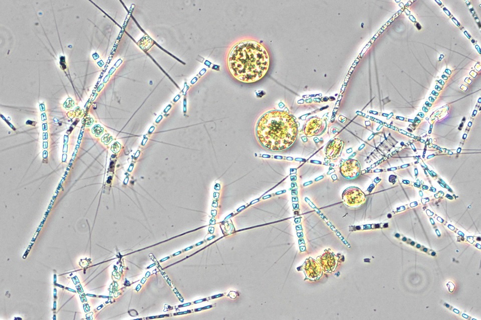 plankton från bottenhavet