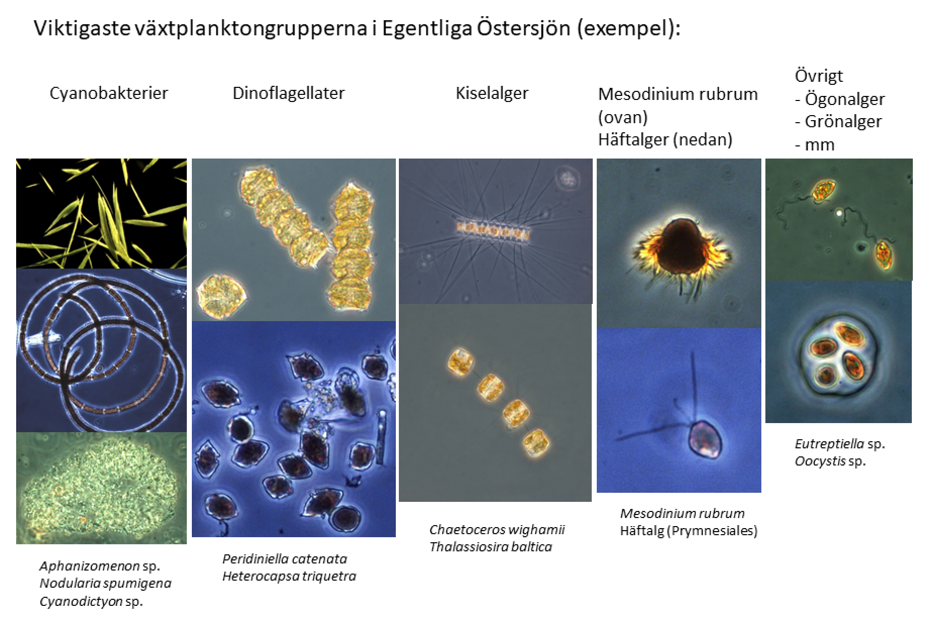 exempel på vanliga arter av växtplankton i Egentliga Östersjön